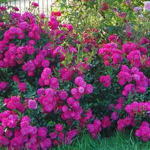Vijolična - Pokrovne vrtnice